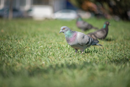 Pigeon in an urban environment on a summer day.の写真素材