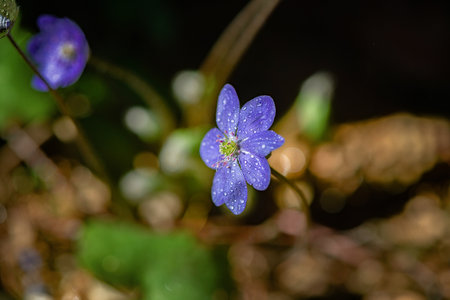 Forest flower forget-me-not close-up.の写真素材
