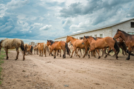 A herd of horses runs along a dusty road to a pasture in cloudy weather.の写真素材