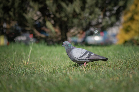 Pigeon in an urban environment on a summer day.の写真素材