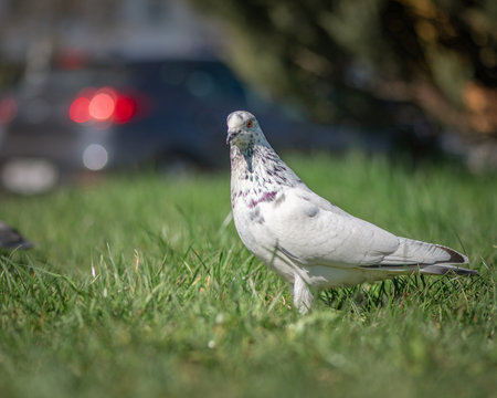 Pigeon in an urban environment on a summer day.の写真素材