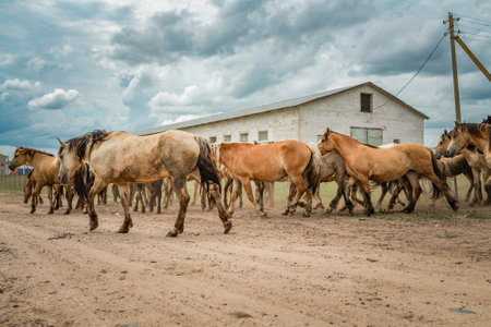 A herd of horses runs along a dusty road to a pasture in cloudy weather.の写真素材