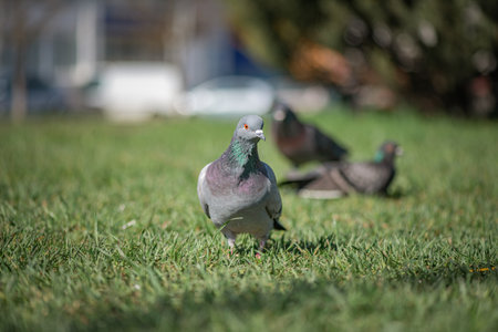 Pigeon in an urban environment on a summer day.の写真素材