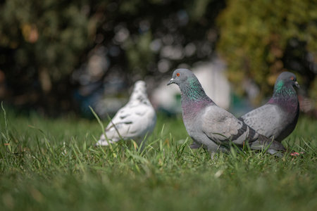 Pigeons in an urban environment on a summer day.の写真素材