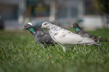 Pigeon in an urban environment on a summer day.の写真素材