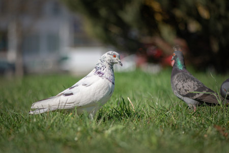Pigeon in an urban environment on a summer day.の写真素材
