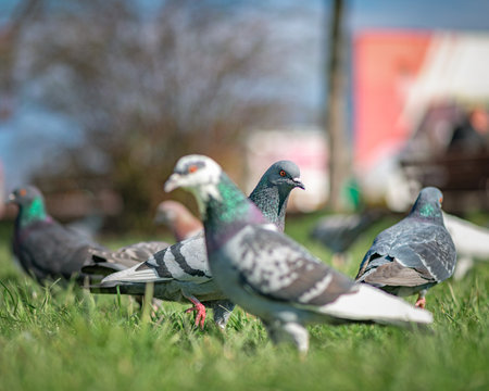 Pigeon in an urban environment on a summer day.の写真素材