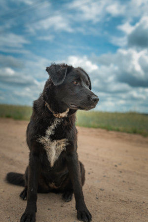 Thoroughbred black dog on the field against the background of clouds.の写真素材