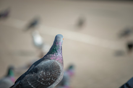 Pigeon in an urban environment on a summer day.の写真素材