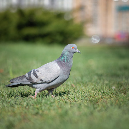 Pigeon in an urban environment on a summer day.の写真素材