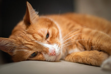 Portrait of a beautiful elderly ginger cat in a home studio.の写真素材
