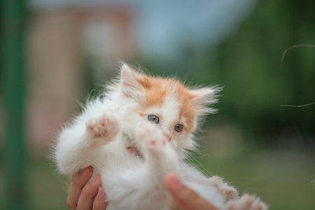 A small fluffy white kitten in the hands of a girl in the park.の写真素材