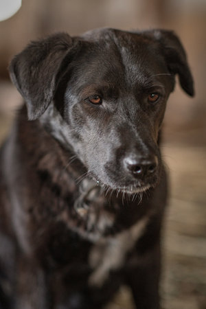 Portrait of a sad black labrador on a farm in a dark room. Artistic noise.の写真素材