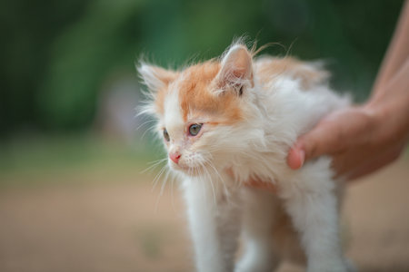 A small fluffy white kitten in the hands of a girl.の写真素材