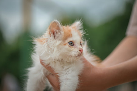 A small fluffy white kitten in the hands of a girl.の写真素材