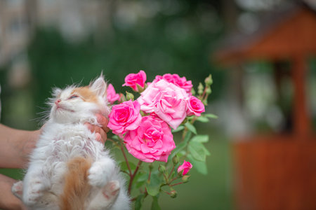 Cute little kitten playing with pink rose bouquet in the gardenの写真素材