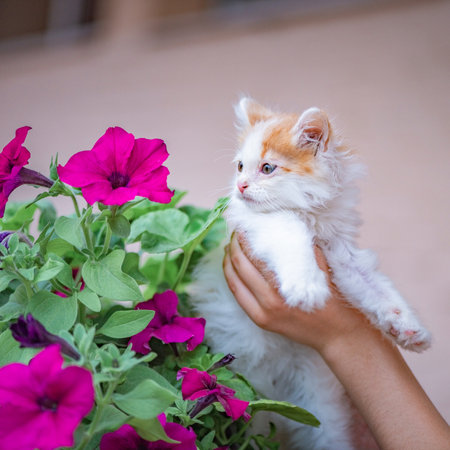Cute little kitten in hands, flowers in the backgroundの写真素材