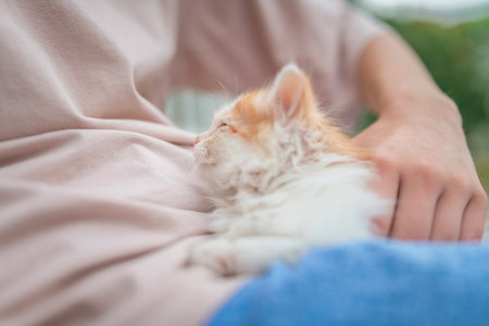 Beautiful little blue-eyed kitten on the lap of a girl.の写真素材