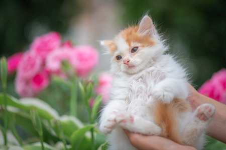 Cute little kitten in the hands of mother on the background of flowersの写真素材