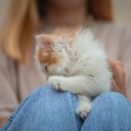 Beautiful little blue-eyed kitten on the lap of a girl in blue jeans.の写真素材