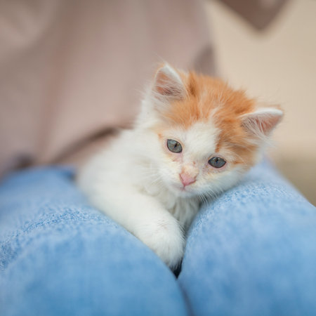 Beautiful little blue-eyed kitten on the lap of a girl.の写真素材