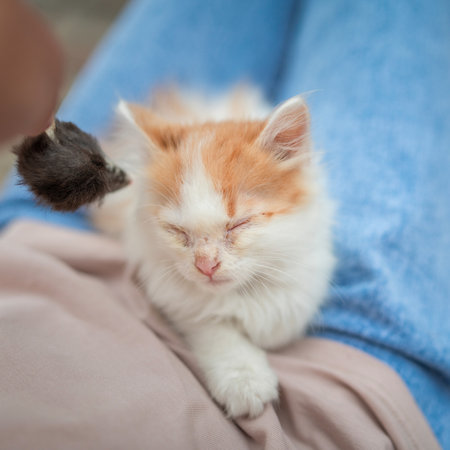 Beautiful little kitten on the lap of a girl in blue jeans.の写真素材
