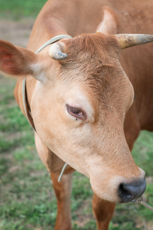 Red cow on a leash on a farm.