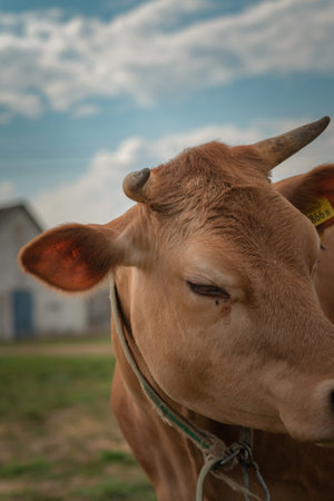 Cow on a leash on a farm.の写真素材
