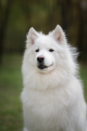 Portrait of a beautiful dog breed Samoyed in the city park.の写真素材
