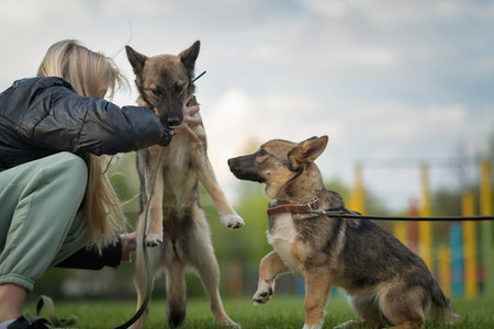Two dogs on a leash in a park.の写真素材