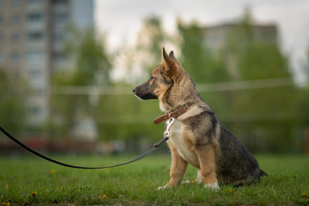 Beautiful dog on a leash for a walk in the park.の写真素材