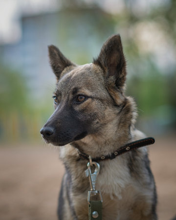 Beautiful dog on a leash for a walk in the park.の写真素材