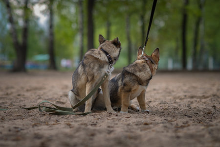 Two dogs on a leash in a park.の写真素材