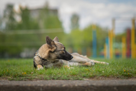 Beautiful dog on a leash for a walk in the park.の写真素材