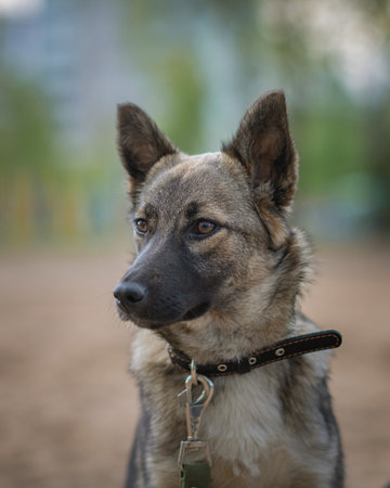 Beautiful dog on a leash for a walk in the park.の写真素材