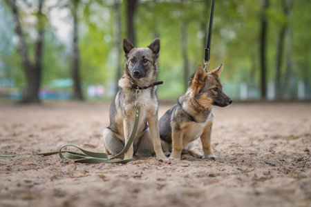 Two dogs on a leash.の写真素材