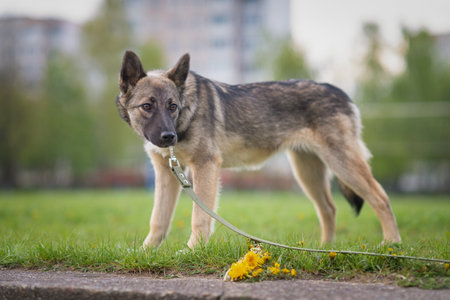 Beautiful dog on a leash for a walk in the park.の写真素材