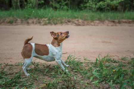 Jack Russell Terrier on a walk in the summer forest.