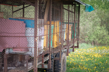Village transportable apiary on a cart, stands on the field. bees collect honey.の写真素材