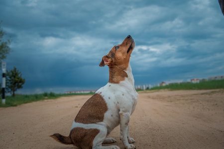 Dog on a walk in the summer forest.