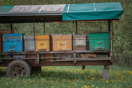 Village transportable apiary on a cart, stands on the field. bees collect honey.の写真素材