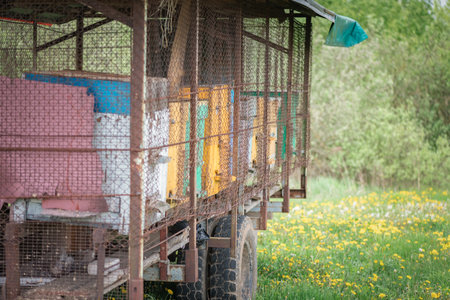 Village transportable apiary on a cart, stands on the field. bees collect honey.