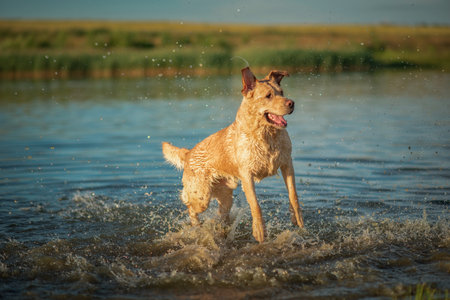Cheerful labrador retriever frolics on the lake in summer.の写真素材