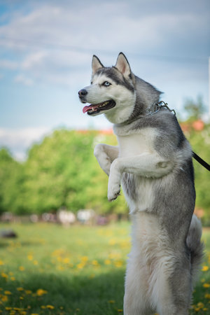Siberian Husky puppy playing in the park on a leashの写真素材