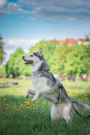 Cute siberian husky dog jumping in the park.の写真素材