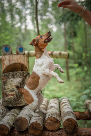 Jack Russell Terrier on a walk in the summer forest.の写真素材