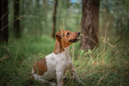 Jack Russell Terrier on a walk in the summer forest.