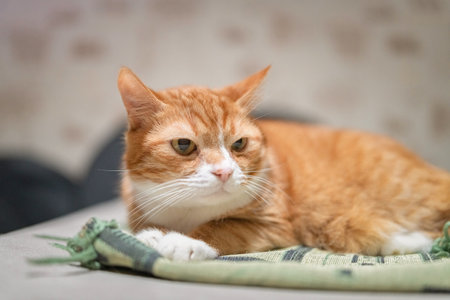 Portrait of a beautiful elderly ginger cat in a home studio.