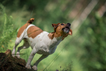 Jack Russell Terrier on a walk in the summer forest.の写真素材