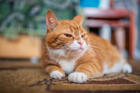 Close-up portrait of a ginger domestic cat.の写真素材